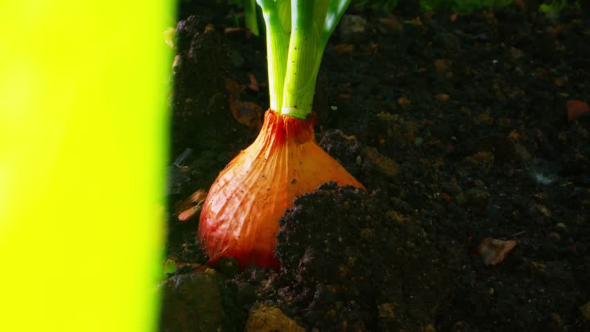 Sprouted onion bulbs in the ground