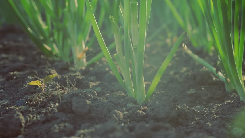 Onions growing in the vegetable garden. Close-up of green onions.