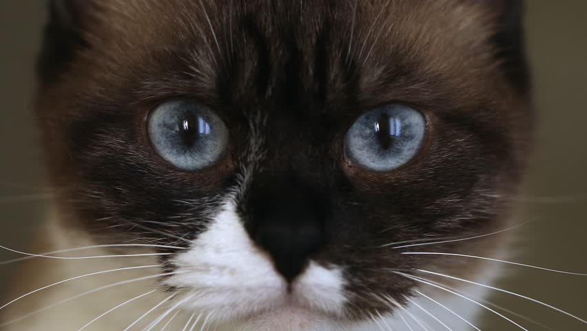Close-up of the muzzle of a siamese cat, macro, portrait. | Shutterstock HD Video #1105027717