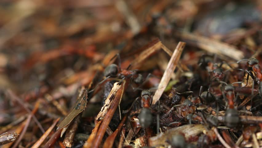 Work and life of forest ants in an anthill. The anthill is teeming with ants, shot close-up. Macro | Shutterstock HD Video #1105028301