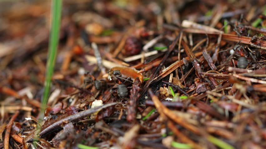 Work and life of forest ants in an anthill. The anthill is teeming with ants, shot close-up. Macro | Shutterstock HD Video #1105028303