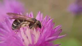 A bee on a pink flower. Very detailed video. Close-up video, slow motion