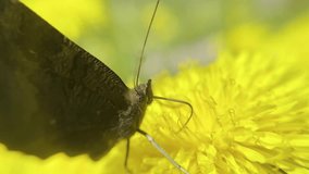 A brown butterfly on a yellow flower. Detailed video