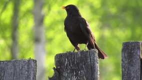 A blackbird on a fence made on a blurry green background. Video