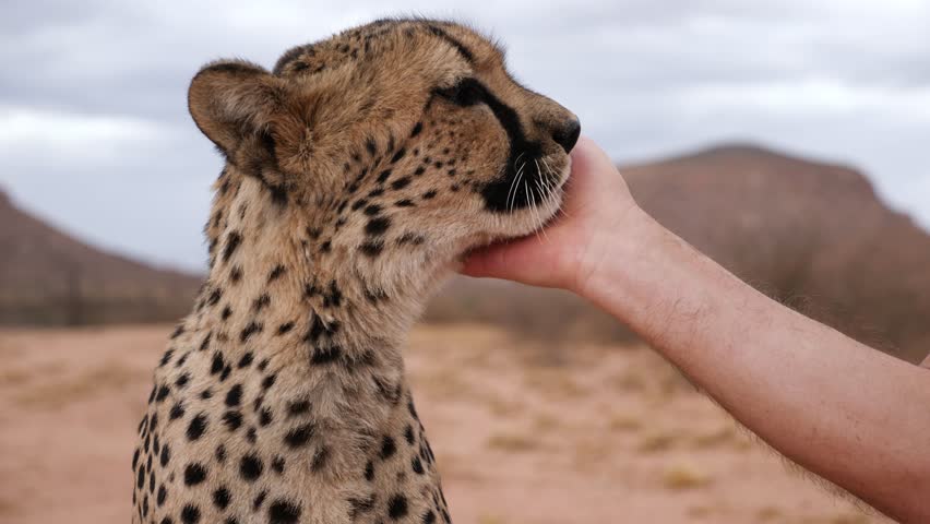 Petting a cheetah in the bush of Namibia, Africa. Close-up. Cheetah licking a hand. High quality 4K footage.