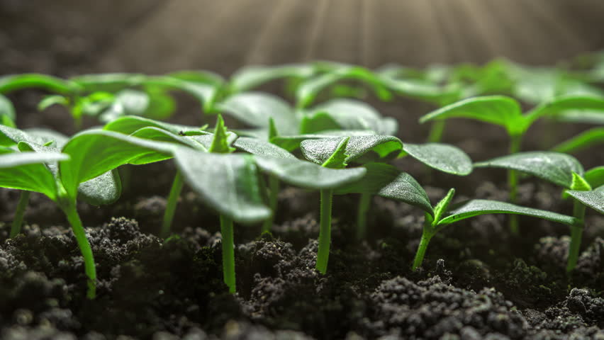 Fresh Green Plants Growing In Time Lapse Cucumber Sprouts Germination From Seeds In Soil Beautiful Agriculture At Springtime Green Seedling In Wet Soil Shot in 8k Resolution Royalty-Free Stock Footage #1105030583