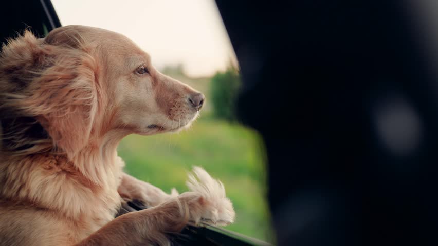 Charming dog look out open car window. Funny dog blows by wind from open car window during trip. Curious puppy is watching happening outside car while driving on road. Concept traveling with animals Royalty-Free Stock Footage #1105036569
