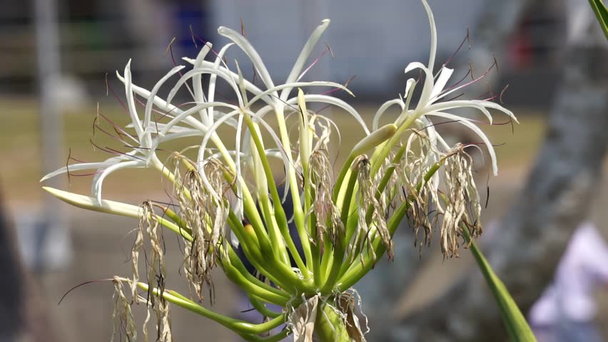 Crinum asiaticum (Also called poison bulb, giant crinum lily, grand crinum lily, spider lily, Bulbine asiatica). The entire plant is toxic, especially the bulb