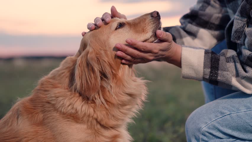 Owner strokes dog spaniel with hand, outdoors. Closeup dog sitting next its owner. Concept human animal friendship. Man stroking red dog, sunset during hike. Dog get caress from owner. Owner loves pet Royalty-Free Stock Footage #1105036957