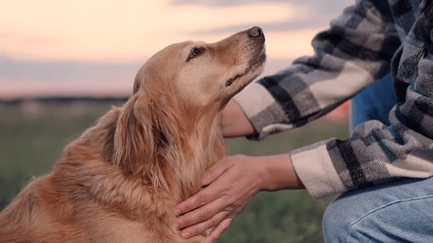 Owner strokes dog spaniel with hand, outdoors. Closeup dog sitting next its owner. Concept human animal friendship. Man stroking red dog, sunset during hike. Dog get caress from owner. Owner loves pet Adlı Stok Video