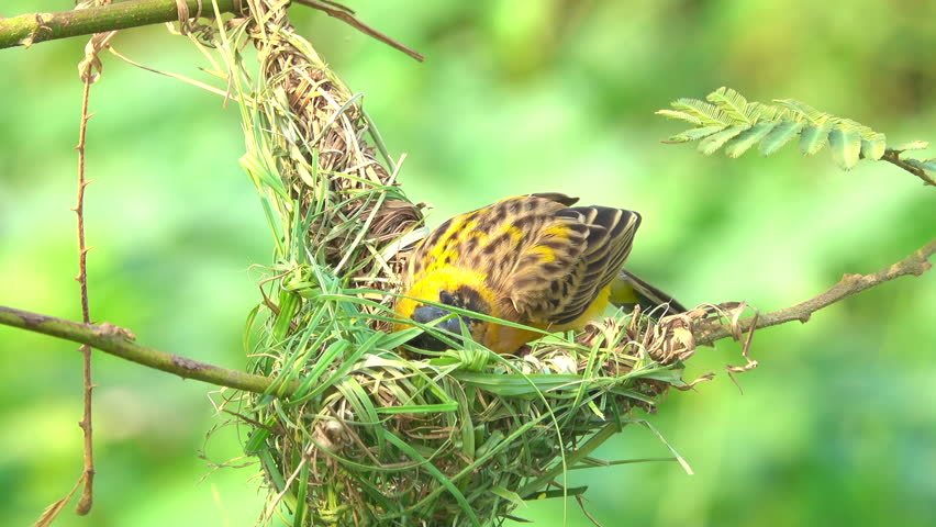 Close-up bird making bird's nest on a tree Royalty-Free Stock Footage #1105037299
