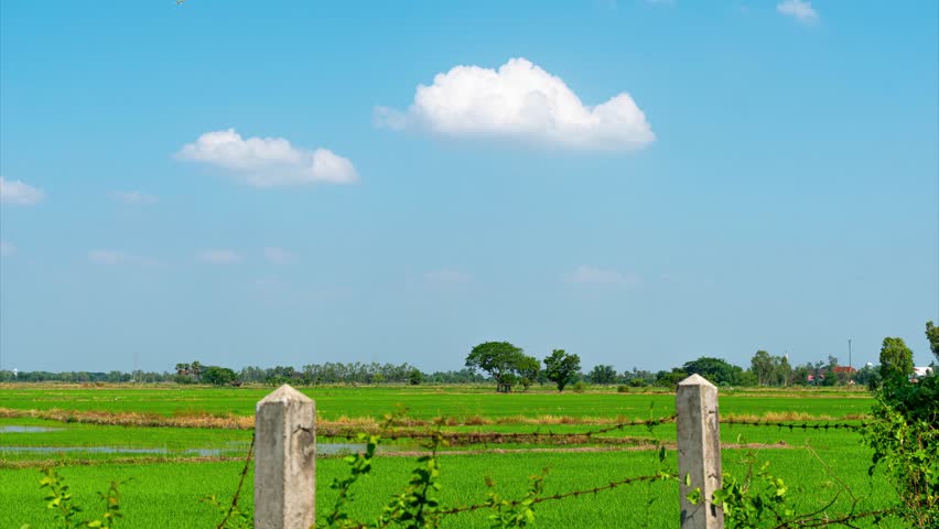 rice field green blure sky abstarct nature time lapse