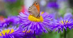 Color Butterfly gathering pollen honey from purple blooming flower in a garden, floral spring field, 4k slow motion video