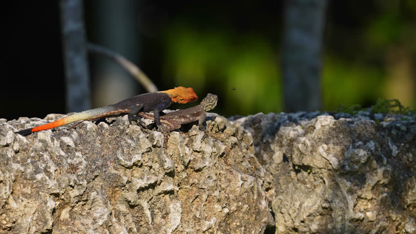 African Rainbow Redhead Agama Invasive Species Lizard Mounting and Mating with a Lizard on Rocks. Close Up Royalty-Free Stock Footage #1105047097
