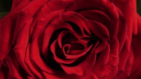 witness the unfolding of an exquisite rose closeup in detailed macro shot. captivating and romantic red rose macro footage shot