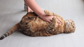 The boy plays with the cat on the floor. - Powered by Shutterstock - Get 15% off with code: PIKWIZARD15