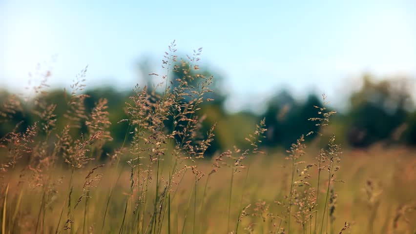 Vibrant Meadow Golden Waves.Serene Landscape Grass Flowing On Wind. Windy Meadow Dancing Green Field. Swishing Grass Sunlit Expanse. Whispering Prairie Swaying Green Grass. Breezy Fields Summer Meadow Royalty-Free Stock Footage #1105052293