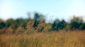 Vibrant Meadow Golden Waves.Serene Landscape Grass Flowing On Wind. Windy Meadow Dancing Green Field. Swishing Grass Sunlit Expanse. Whispering Prairie Swaying Green Grass. Breezy Fields Summer Meadow - Powered by Shutterstock - Get 15% off with code: PIKWIZARD15