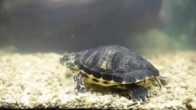 Turtle swiming in 
aquarium. Aquatic dinosaur . Exhibition of tortoises.Horizontal 4k footage