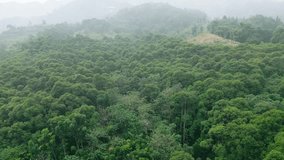 Aerial video of a tropical forest in the forest interior of Bogor, West Java, Indonesia.