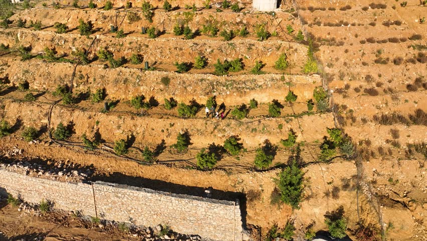 Hillside Elegance: Cinematic Drone Explores the Serene Avocado Orchards in Southern Turkey