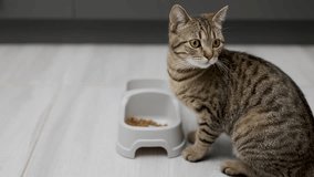 tabby cat kitten eating dry food from bowl on kitchen tiles.domestic pet refuse to approach from food.falling particles 4k,spinning video
