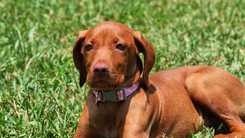 Vizsla puppy laying down in grass Royalty-Free Stock Footage #1105073099
