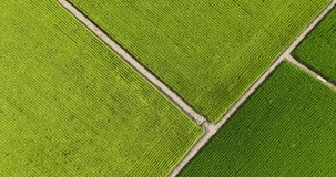 Aerial video of green farmland in Taiwan