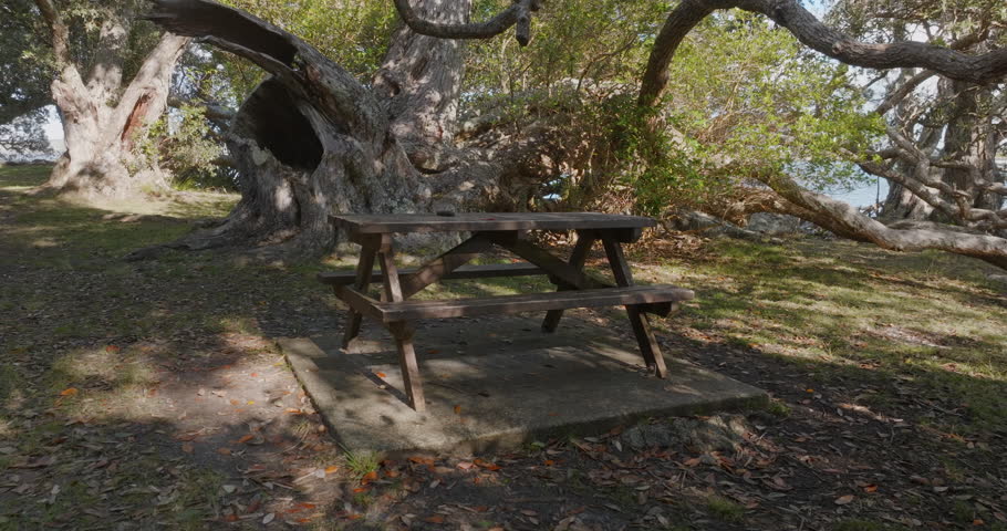 Aerial: Park bench and grand old pohutukawa tree in a calm nature environment. Auckland, New Zealand