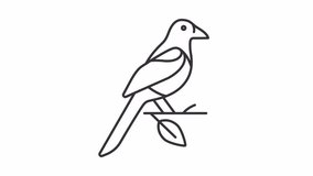 Animated oriental magpie line icon. Bird on branch animation. Korea nature. National symbol. Wild animal. Loop HD video with alpha channel, transparent background. Outline motion graphic