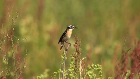 A beautiful bird holds a still living insect in its beak. Beautiful background. Slow motion (120 fps), close up. The whinchat (Saxicola rubetra) is a small migratory passerine bird breeding in Europe 