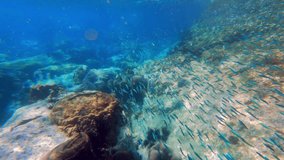 An underwater video of a school of fish swimming during daytime in Thailand