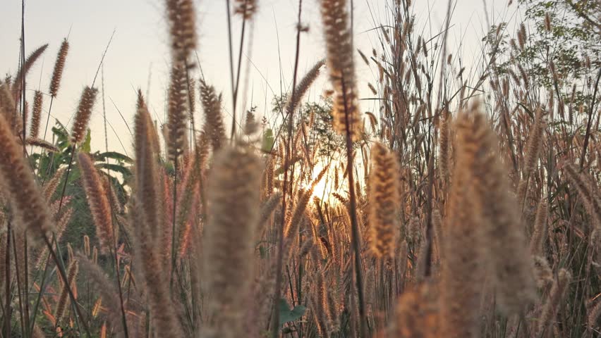 Bright sun light ray n morning sunlight shining on swaying reeds or wild grass field n meadow in tropical summer sunrise sky with nature tropic plant at rural countryside at sunshine day, 4k b-roll Royalty-Free Stock Footage #1105082773