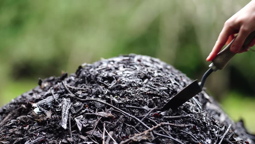 holding compost in a girls hand, feeling a compost pile, turning a compost with a shovel, dark rich woody compost pile, full of soil microorganisms Royalty-Free Stock Footage #1105084209