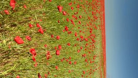 VERTICAL VIDEO, Big field of poppies (Papaver) on the hill, blue sky, sunny day