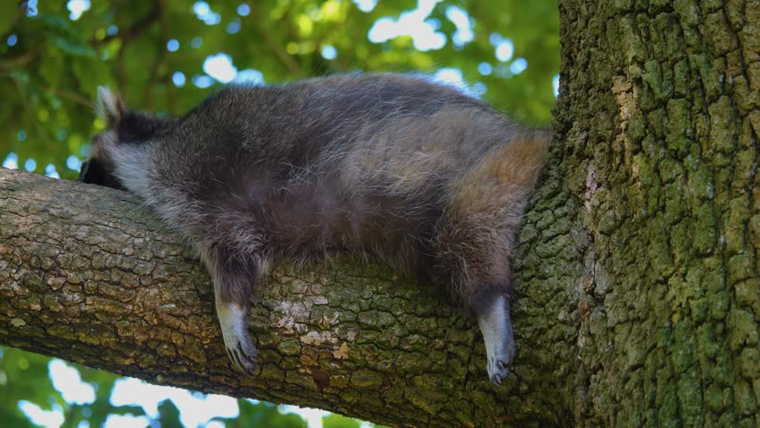 Close up of raccoon resting on a tree and looking around	
