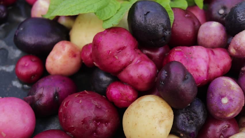 new potatoes multicolored and different sizes organic closeup selective focus, appetizing vegetables