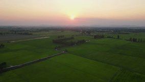 Video Drone Footage Just before sunset, the orange light is about to darken in the middle of a green rice paddy field stretching as far as the eye can see. The view extends to the mountain next to me.