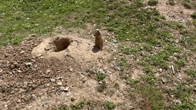 A small, Black Tailed Prairie Dog that is eating next to it's burrow hole.