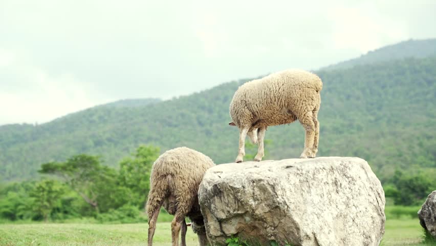 Sheep standing on a large rock in the middle of nature