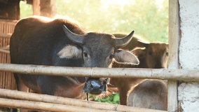 HD video footage, close up of a buffalo on a farm, west java indonesia