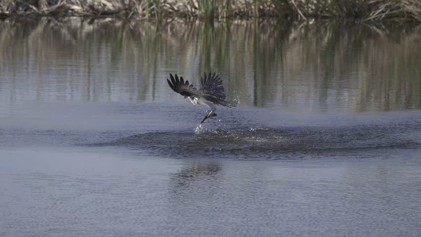 Osprey (Pandion haliaetus) coming out of the water with a caught fish, slow motion