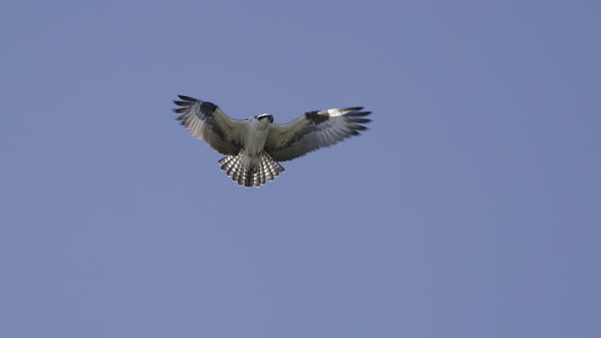 Osprey (Pandion haliaetus) hovering against blue sky, looking for prey down in water. Slowmotion