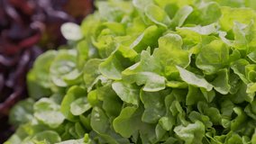 Fresh oak lettuce leaf for sale at a stall in the central market of Valencia, Spain. Close up. - Powered by Shutterstock - Get 15% off with code: PIKWIZARD15