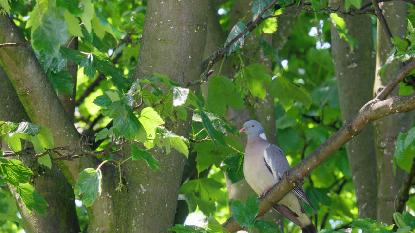 Single Wood Pigeon perched in a tree high up on a swaying branch.