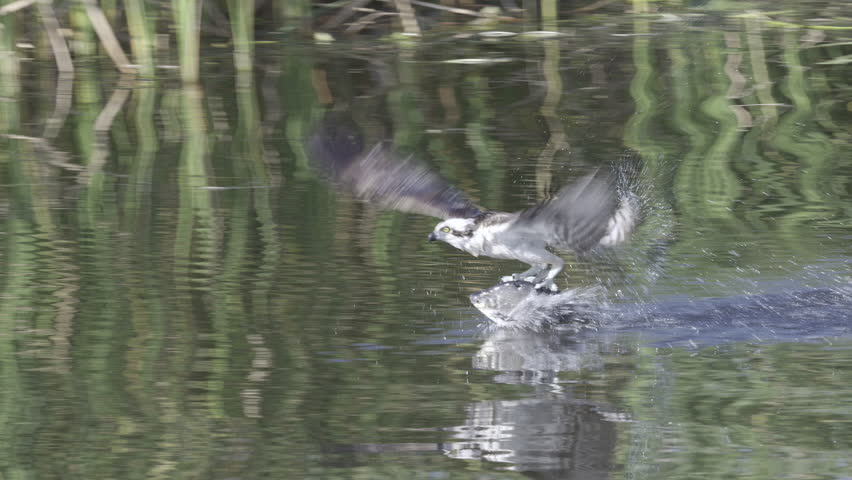Osprey (Pandion haliaetus) with a just caught big fish, flying away above the water surface, slow motion