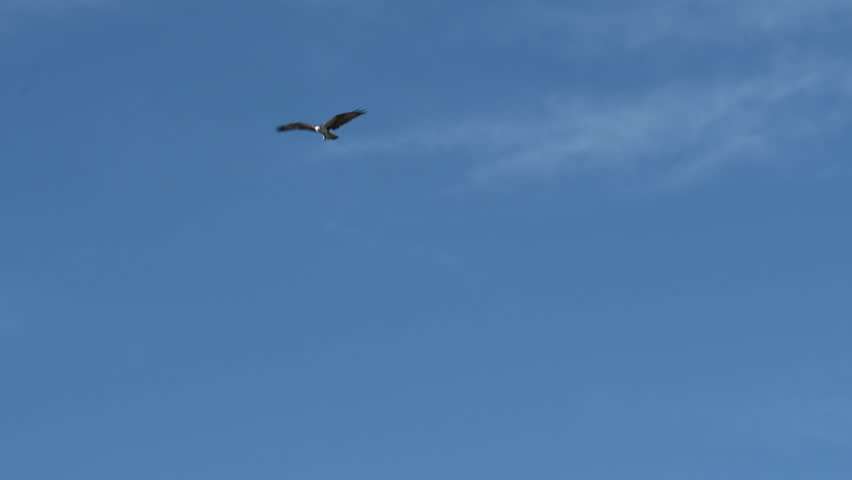 Osprey (Pandion haliaetus) diving into water, trying to catch a fish.