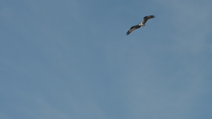 Osprey (Pandion haliaetus) diving into water, catching a fish.