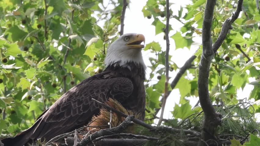 Close up of bald eagle perched in a nest, then an eaglet pops it