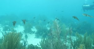 scuba diver shoots caribbean reef squid in bonaire